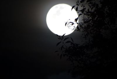 Silhouette tree against sky at night