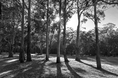 Trees in forest against sky