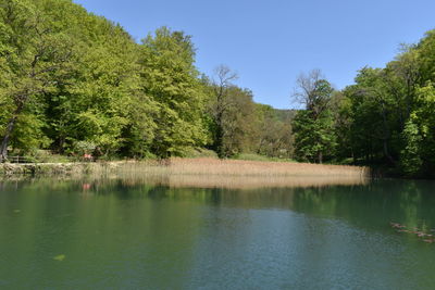 Scenic view of lake in forest against sky