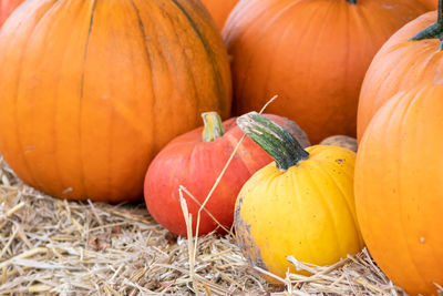 Many ripe halloween pumpkins as delicious vegetable in fall and thanksgiving season is orange fruit