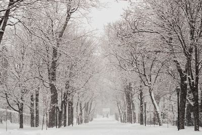 Snow covered trees in forest