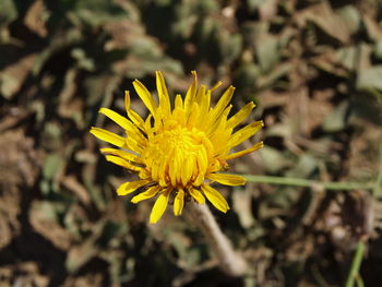 Close-up of yellow flower