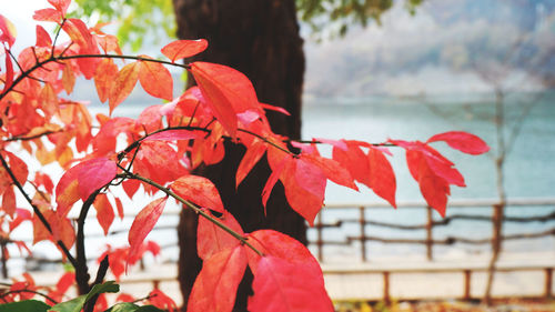 Close-up of red maple tree against sky