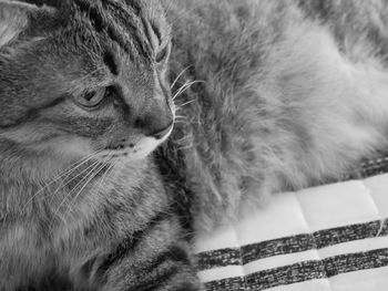 Close-up of cat sleeping