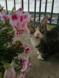 Close-up portrait of a cat