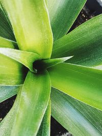 Full frame shot of succulent plant