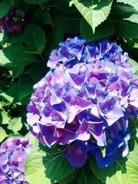 Close-up of purple hydrangea blooming outdoors