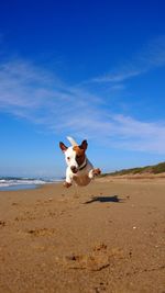 Dog sitting on the beach