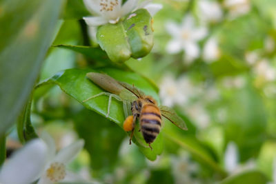 Close-up of bee on flower