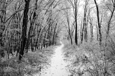 Bare trees on road in forest