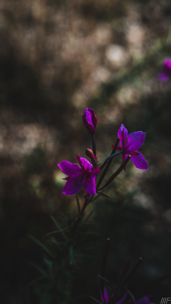 CLOSE-UP OF PINK FLOWERING PLANTS