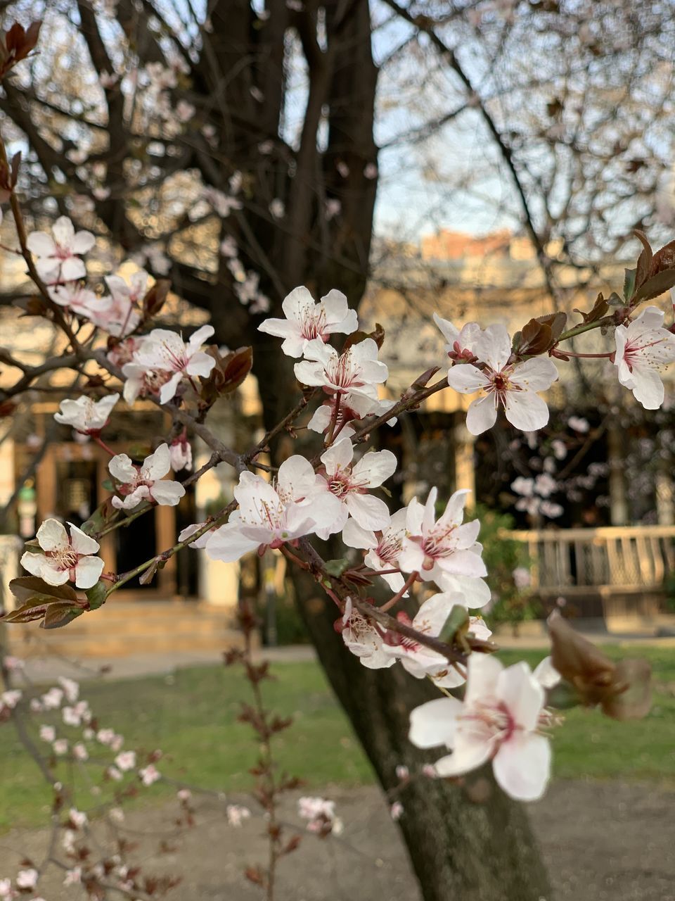 CLOSE-UP OF PINK CHERRY BLOSSOM