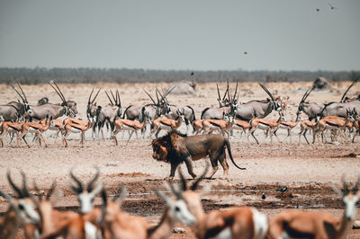 Almost all african animals at the watering hole in etosha national park in namibia