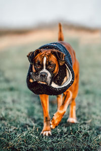 Close-up portrait of a dog on field