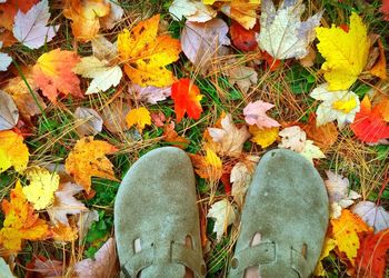Maple leaves on field