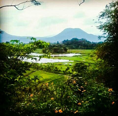 tranquil scene, tree, tranquility, landscape, growth, scenics, mountain, beauty in nature, green color, sky, nature, field, plant, rural scene, idyllic, lush foliage, agriculture, grass, outdoors, mountain range