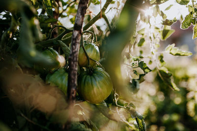 Close-up of fruits growing on tree