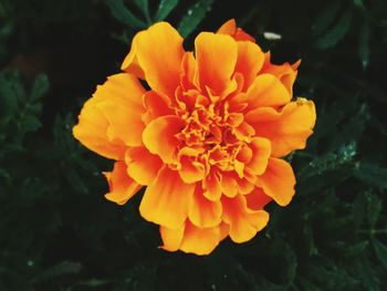 Close-up of orange flower