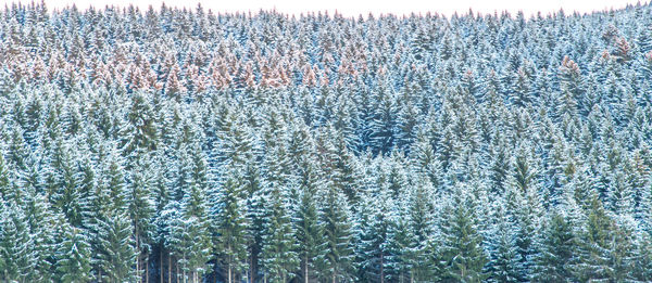 Full frame shot of pine trees in forest during winter