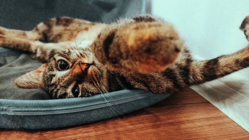 Close-up portrait of a cat