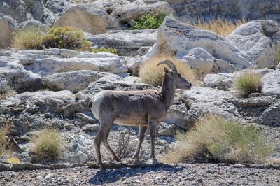 Bighorn sheep standing on rocks