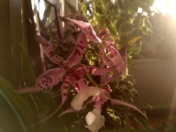 Close-up of pink flowering plant