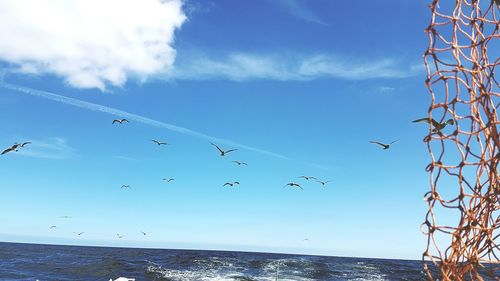 Birds flying over sea against sky