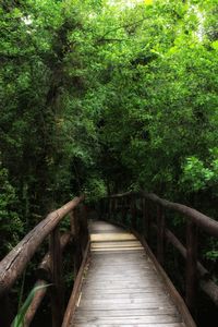Wooden footbridge amidst trees in forest