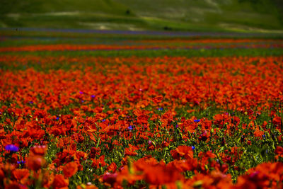 Red flowering plants on field