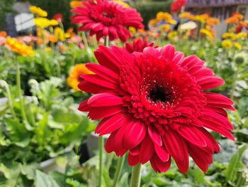 Close-up of red flower