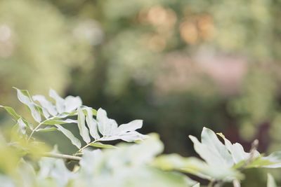 Close-up of white flowering plant