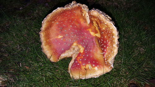 Close-up of mushroom on field