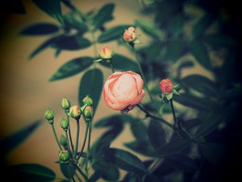 Close-up of pink flower