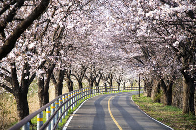 View of cherry blossoms street in spring