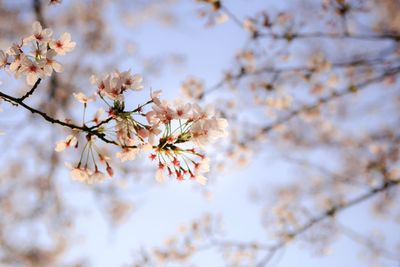 Low angle view of cherry blossoms in spring