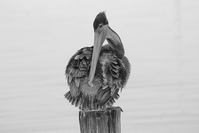 Low angle view of bird on wooden post against sky