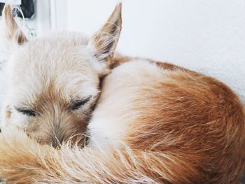 Close-up of dog sleeping