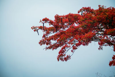 Low angle view of tree against sky during autumn