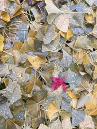 Full frame shot of leaves