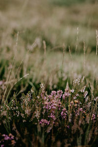 Close-up of purple flowering plants on field