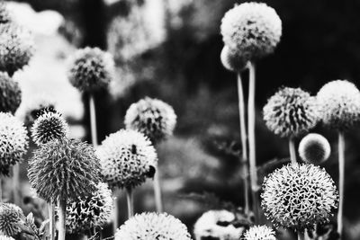 Close-up of white flowering plants