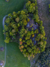 Directly above view of trees