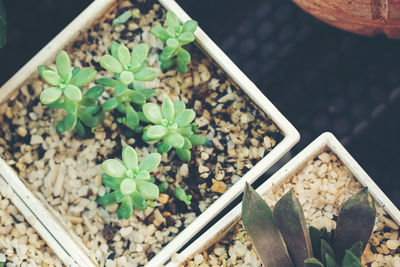 High angle view of potted plants