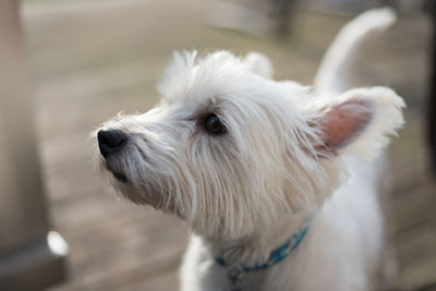 Close-up of dog