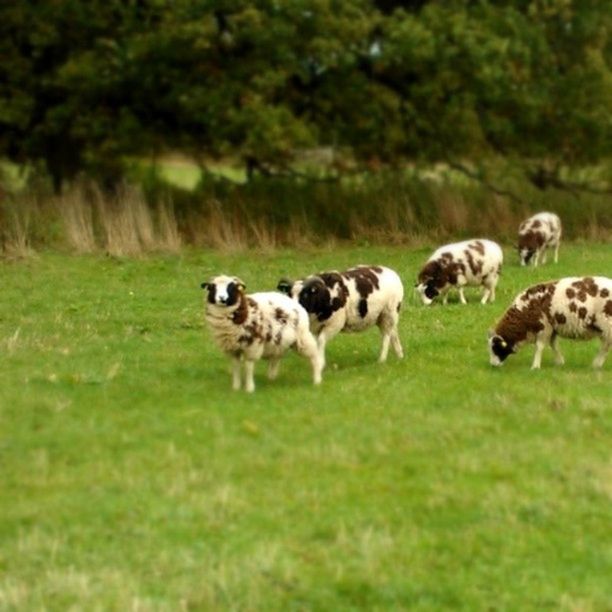 animal themes, grass, field, grassy, mammal, green color, domestic animals, wildlife, nature, animals in the wild, selective focus, young animal, landscape, livestock, medium group of animals, day, outdoors, grazing, two animals