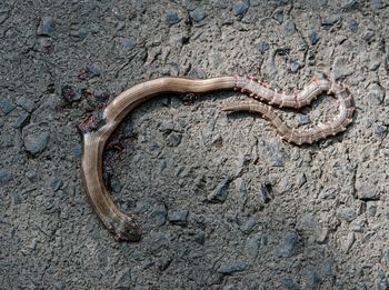 High angle view of a lizard on land