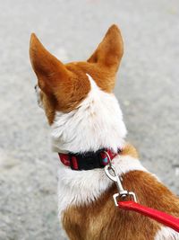 Close-up of a dog