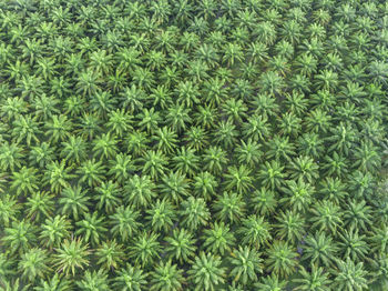 Full frame shot of green plants