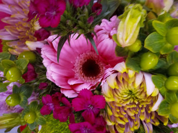 High angle view of pink flowering plants