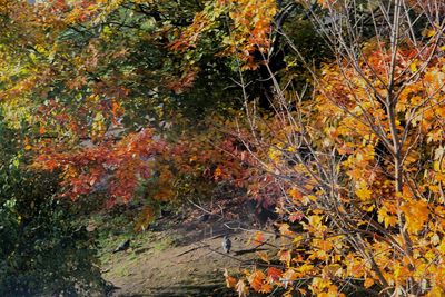 Close-up of trees during autumn